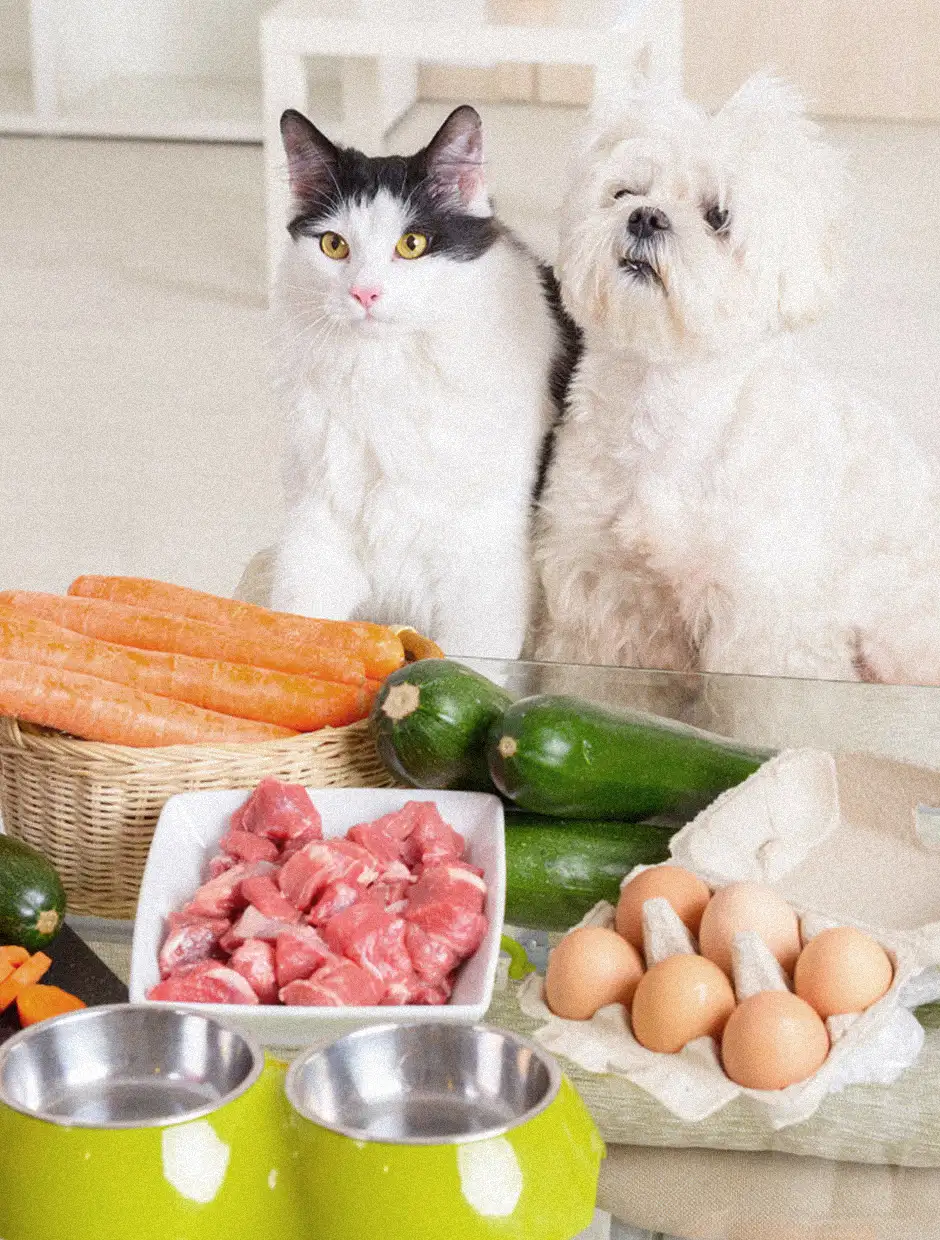 Eine Katze und ein Hund sitzen hinter einem Tisch mit Karotten, Zucchini, rohem Fleisch und Eiern. Zwei leere grüne Näpfe stehen davor. Die Szene ist in einem hellen Raum aufgenommen.