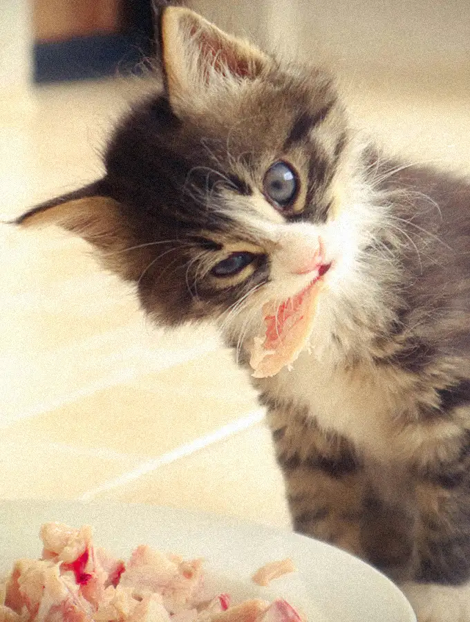 Eine kleine Katze mit grauem und weißem Fell sitzt auf dem Boden und isst Stücke rohes Fleisch von einem Teller. Ihr Kopf ist leicht geneigt und ein Stück Fleisch hängt aus ihrem Maul.