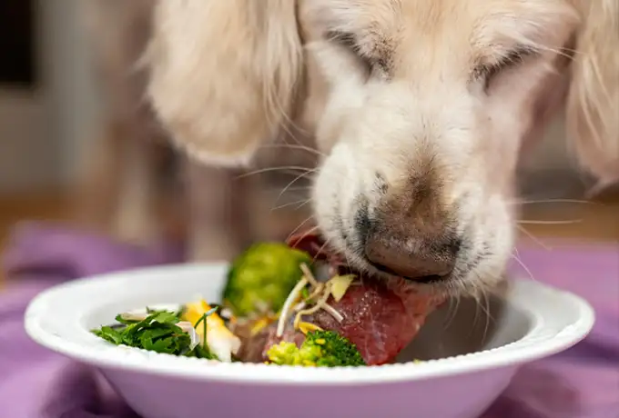 Ein Hund frisst aus einem weißen Napf. Der Napf enthält Fleisch, Brokkoli und Kräuter. Der Hintergrund ist unscharf, der Hund hat helles Fell.