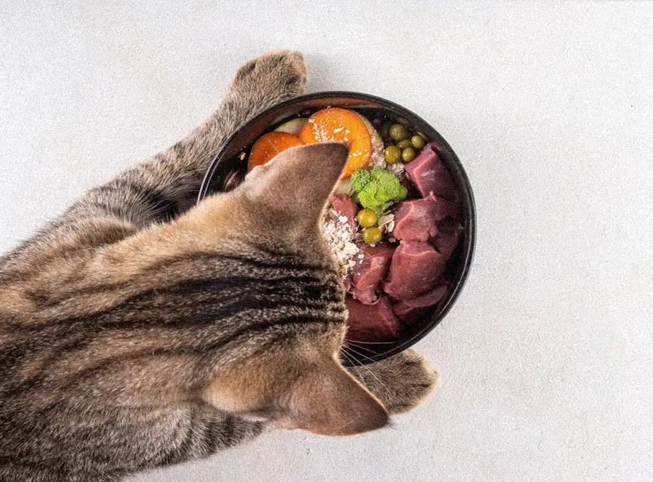 Eine getigerte Katze betrachtet von oben eine schwarze Schüssel mit rohem Fleisch, geschnittenen Karotten, grünen Erbsen und einem grünen Element, möglicherweise Brokkoli, auf einem hellen Untergrund.