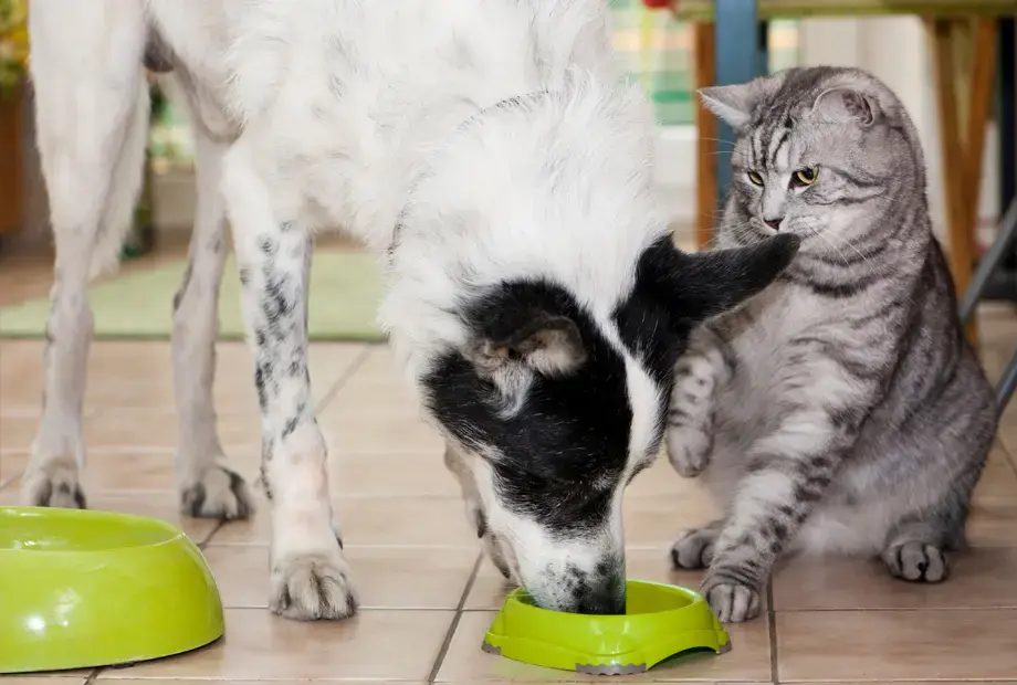 Ein Hund frisst aus einem grünen Napf, während eine graue Katze daneben sitzt und eine Pfote anhebt. Beide Tiere befinden sich auf einem Fliesenboden. Im Hintergrund sind unscharfe, bunte Elemente sichtbar.